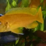 аквариумные рыбки - меланохромис йохани