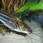 аквариумные рыбки - мистус тенгара