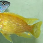 аквариумные рыбки - псевдотрофеус ломбардо