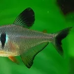 аквариумные рыбки - черный орнатус
