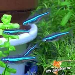 Аквариумные рыбки - неон (голубой,  черный)