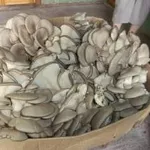 Продается доходный бизнес по выращиванию грибов