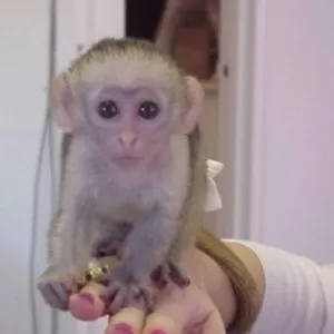 Очаровательны обезьяна капуцин по усыновлению