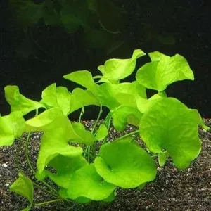 Аквариумные растения - нимфоидес флиппер