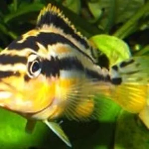 Аквариумные рыбки - меланохромис золотой ауратус