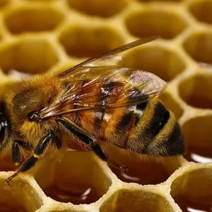 Продаю натуральный лесной мед с пасихы Восточной Казахстанской области