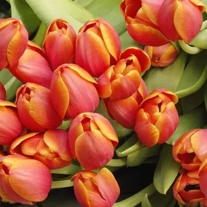Тюльпаны оптом Казахстан