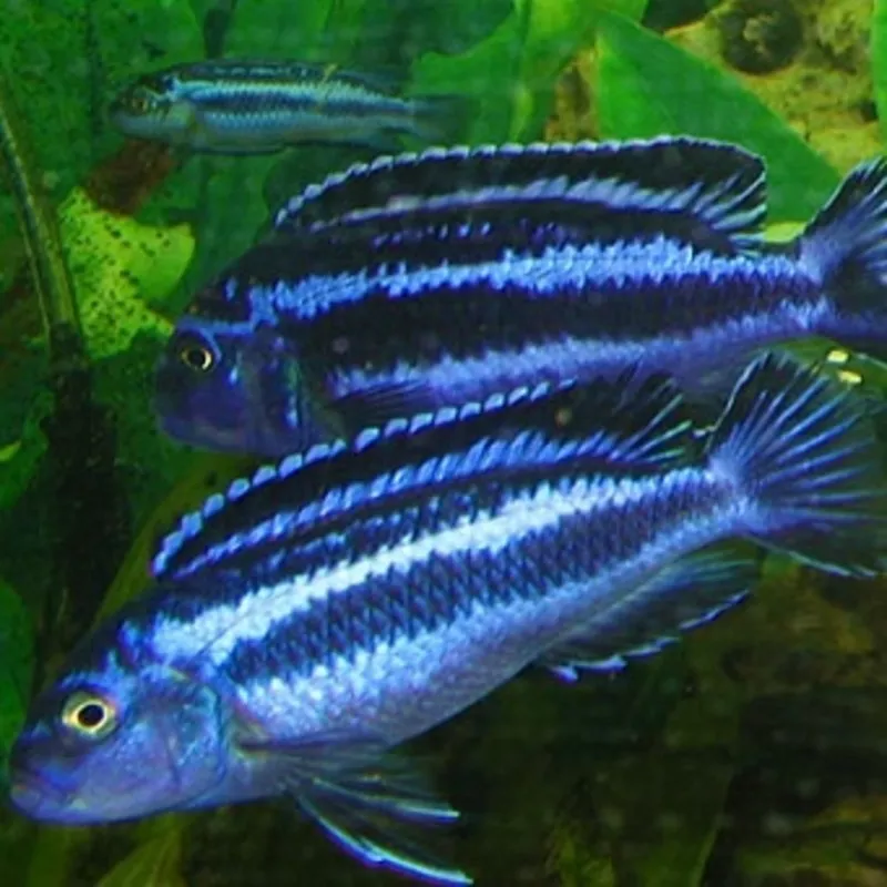 аквариумные рыбки - меланохромис йохани 2