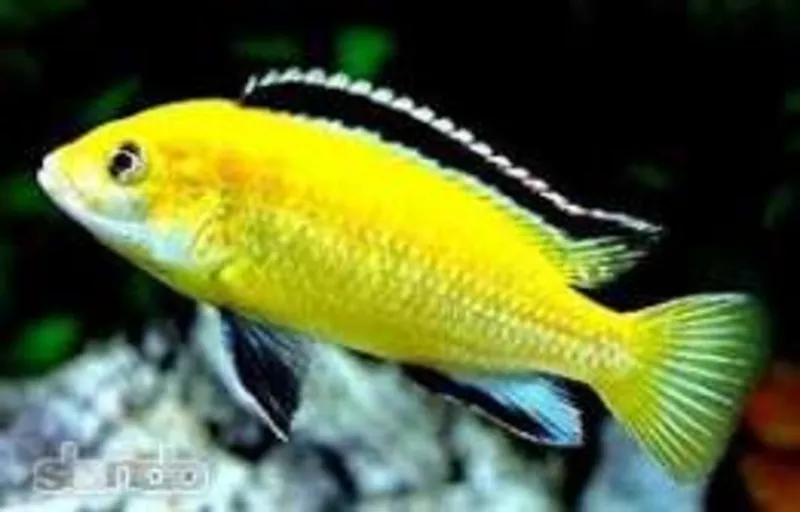 аквариумные рыбки - лабидохромис колибри 3