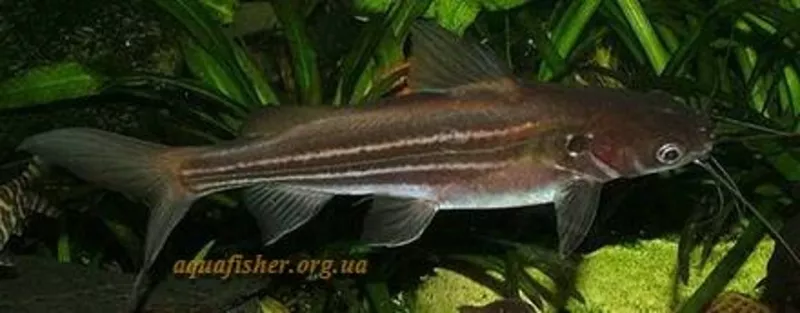 аквариумные рыбки - мистус тенгара 4