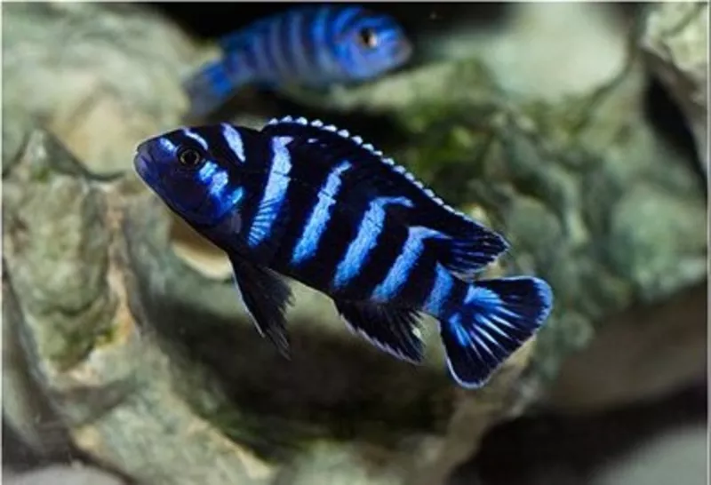 аквариумные рыбки - псевдотрофеус демасони