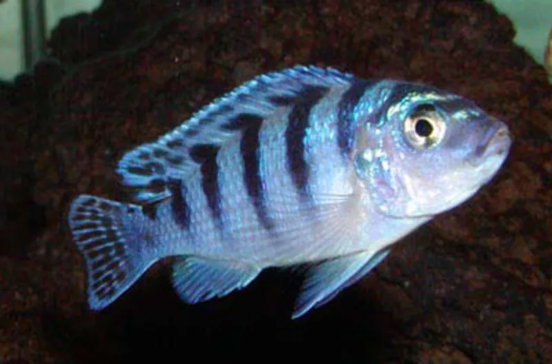 аквариумные рыбки - псевдотрофеус ломбардо 3