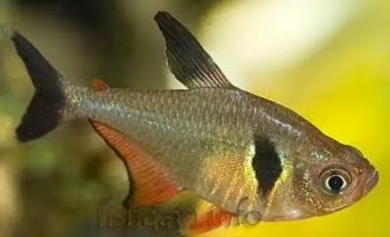 аквариумные рыбки - черный орнатус 2