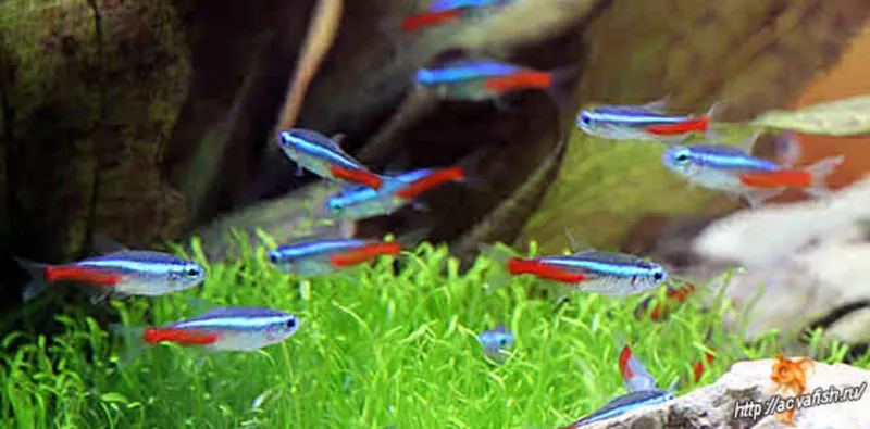 Аквариумные рыбки - неон (голубой,  черный) 6