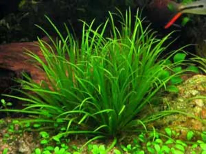аквариумные растения - бликса японская 2