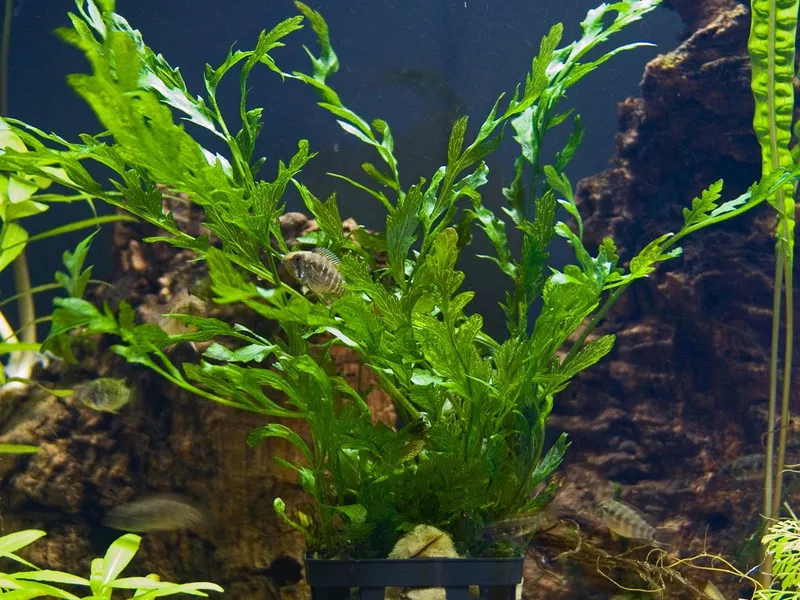 аквариумные растения - болбитис геделоти 2
