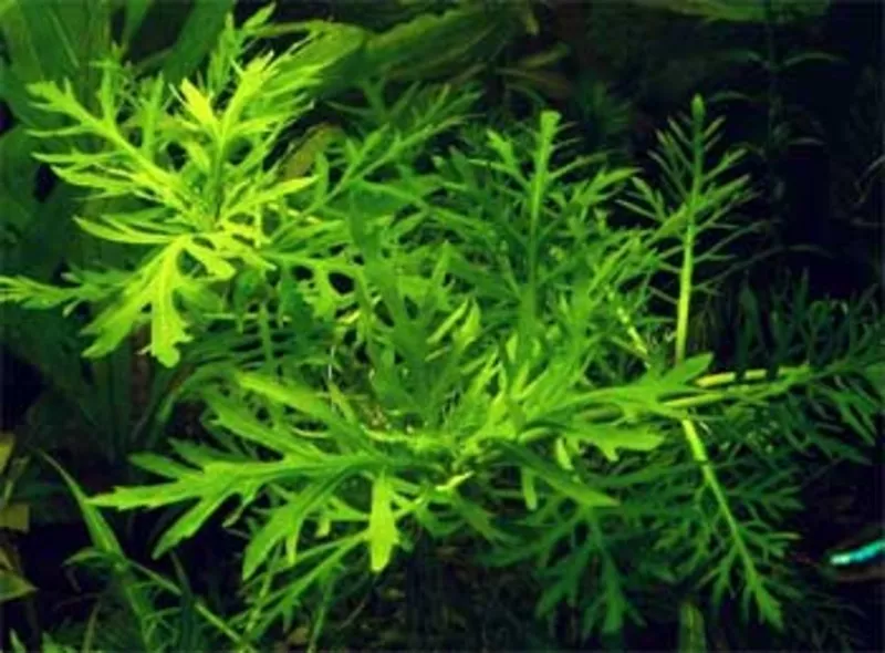 Аквариумные растения - гигрофила синема 3
