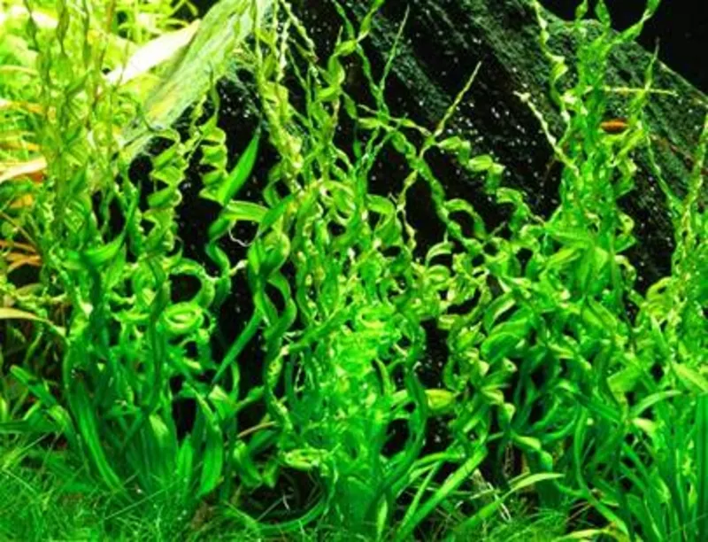 Аквариумные растения - эхинодорус везувий
