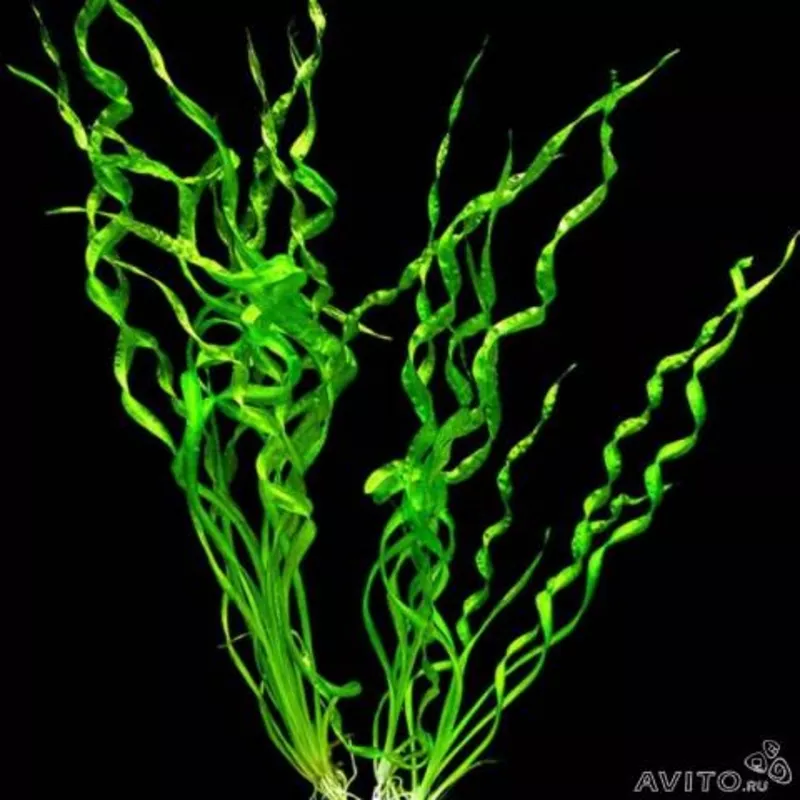 Аквариумные растения - эхинодорус везувий 2