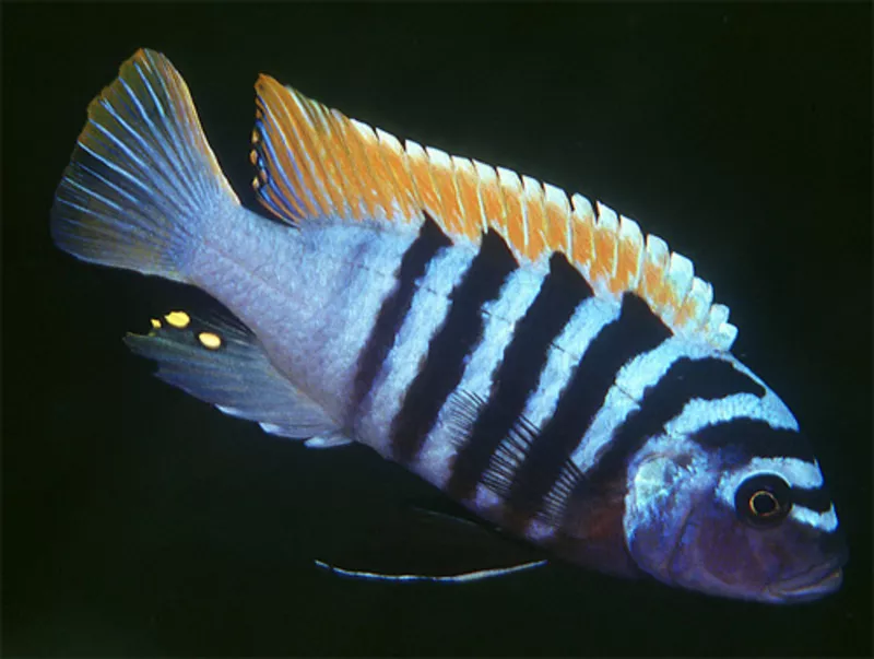 Аквариумные рыбки - Псевдотрофеус голубая зебра 2