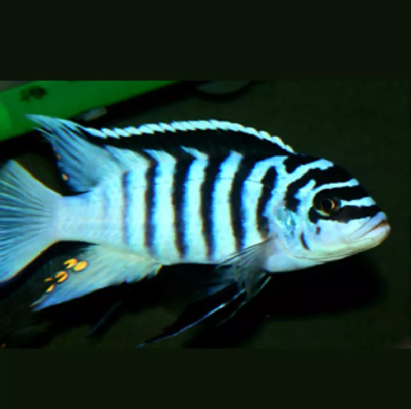 Аквариумные рыбки - Псевдотрофеус голубая зебра 3