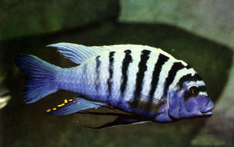 Аквариумные рыбки - Псевдотрофеус голубая зебра 4