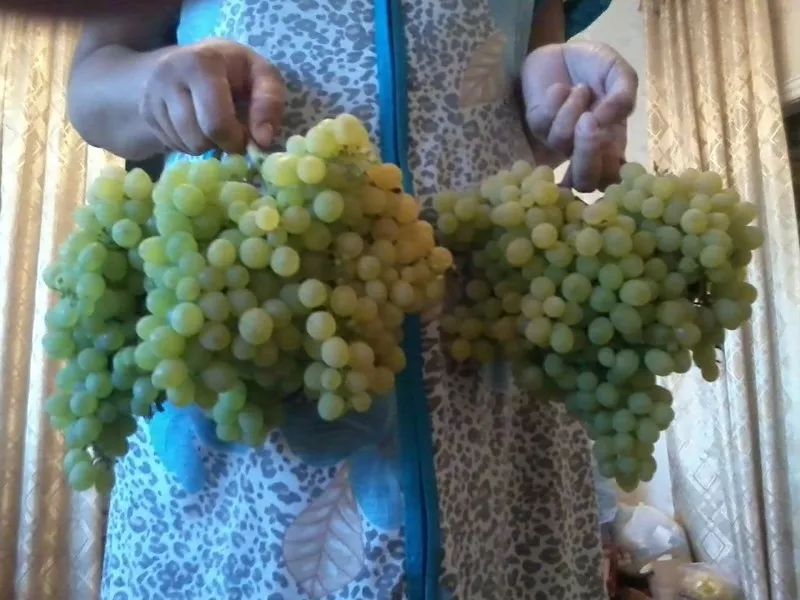 Саженцы винограда сортов Алёшенькин и Зилга 2