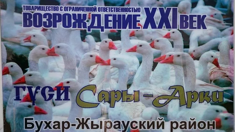 Мясо гуся и утки в Казахстане  4