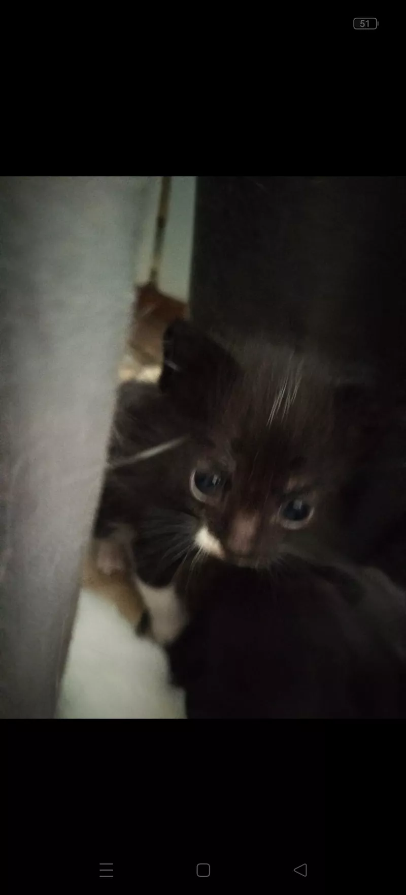 Отдам котят в добрые руки  2